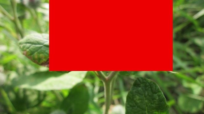 Singura plantă FĂRĂ efecte secundare. Ce afecţiuni tratează