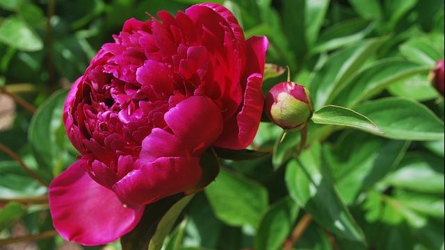 Bujorul, floarea folosită în tratamentul cancerului și al bolilor psihice. Cum se consumă