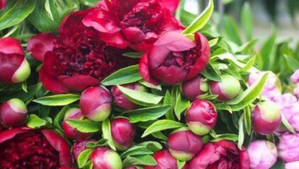 Bujorul, leacul bun la toate. Ce afecţiuni pot fi vindecate cu ajutorul lui