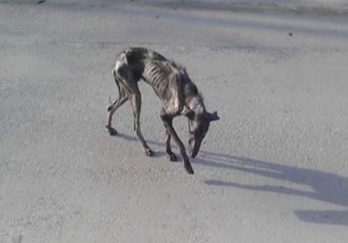 A luat acasă cel mai urât câine pe care l-a văzut vreodată. După 6 luni a rămas șocată. Animalul...