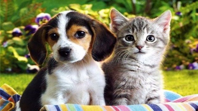 Cel mai mare târg de patrupede. Iubitorii de animale, aşteptaţi la Romexpo, în acest weekend