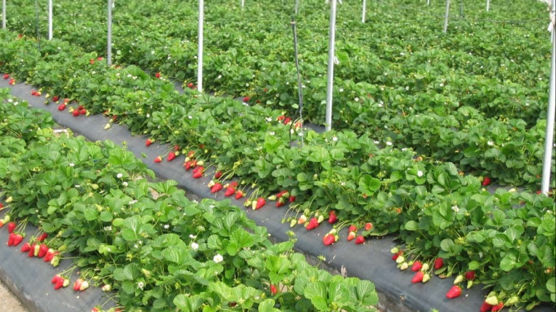 Aceste fructe de primăvară ţin cancerul la distanţă