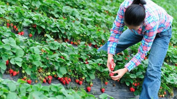 Peste 200 de persoane, înşelate cu locuri de muncă în străinătate. Cum erau păcăliţi oamenii