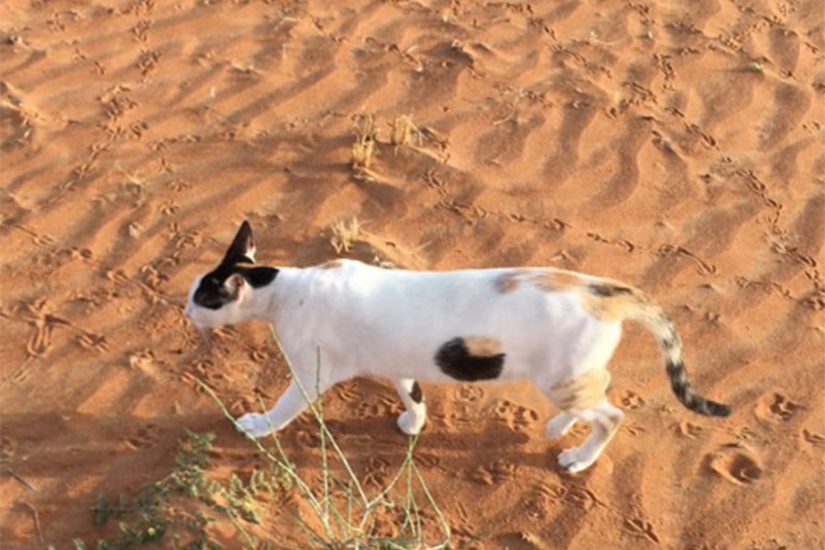 Pisica cu o gaură în burtă. Care-i adevărul din spatele acestei imagini care a viralizat Internetul