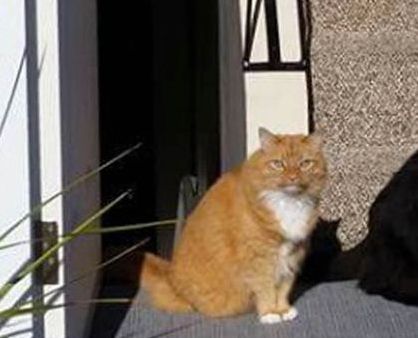 Imaginea care a înnebunit internetul. Ghicești câte pisici sunt?