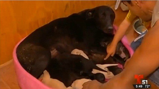 Cum și-a salvat o cățelușă puii în timpul unui incendiu de pădure. Pompierii au rămas uimiți