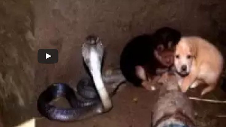 Salvatorii au găsit cățeii în sălașul unei cobre. Ce a urmat i-a lăsat fără cuvinte