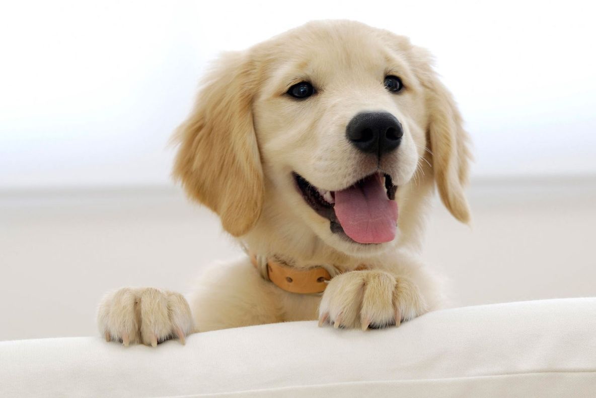 Greșeala pe care cei care au câini o fac frecvent. Pune în pericol viața patrupedului