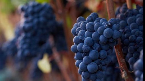 Acum s-a aflat. Ce înseamnă când visezi struguri