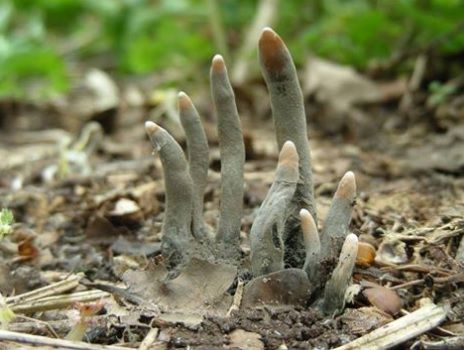 A mers la mormântul tatălui, dar a avut şocul vieţii când a văzut ce ieşise din pământ. S-a prăbuşit