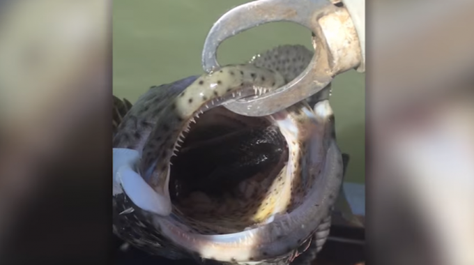 Erau la pescuit şi au prins un cod. Când peştele a deschis gura, au înlemnit. "E încă viu!". VIDEO