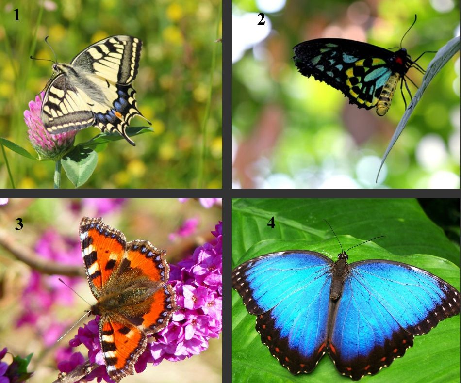 Testul fluturelui îți spune cum ești în dragoste