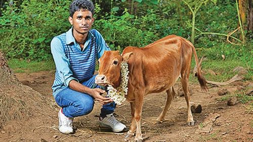 Cea mai mică vacă din lume e și cea mai simpatică. Imaginile care îți înveselesc dimineața