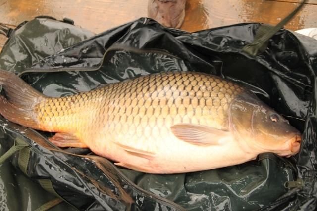 A mers la pescuit şi a prins un crap imens. L-a curăţat acasă. ŞOC ce a găsit când l-a despicat