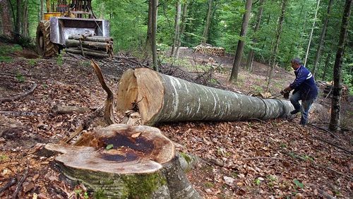 Pădurile, lăsate pe mâna infractorilor. După mulţi ani însă, statul a luat o decizie radicală