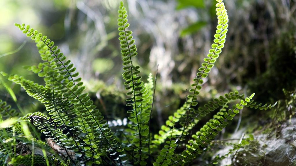 Un remediu mai puţin cunoscut, dar foarte efecient. Ce boli treatează ceaiul de ferigă