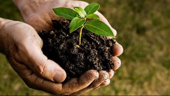 Sfatul expertului: cum să prelungești viața pomilor din grădina ta