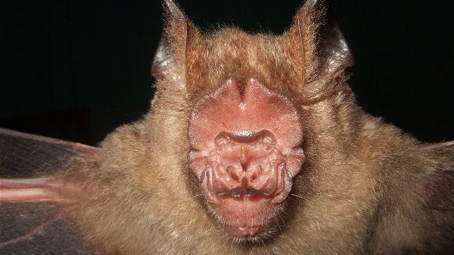 Orașul invadat de 100.000 de lilieci. Este un "dezastru natural"