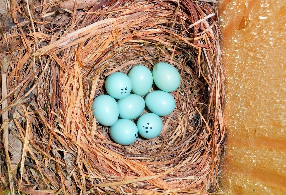 O nouă specie de pasăre sălbatică, descoperită în România. Cum arată
