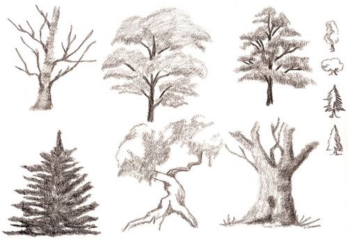 Află ce copac eşti în zodiacul celtic