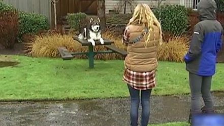 Iubitul violent aproape o desfigurase. Când a crescut, câinele i-a făcut ASTA. Înfiorător! 