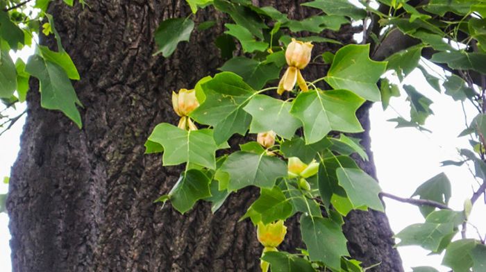 Privelişte extraordinară: oraşul din România unde lalelele cresc în copaci