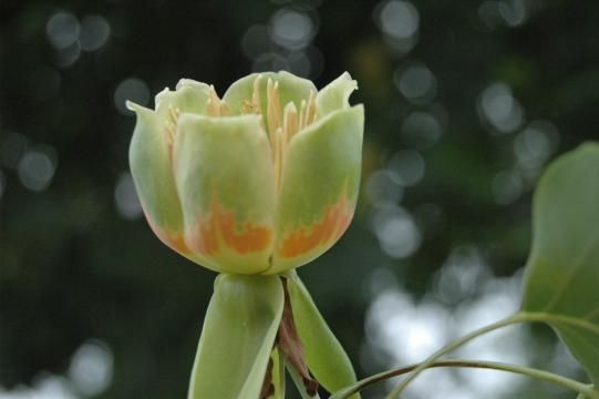 Oraşul din România unde lalelele cresc în copaci. Sunt pur şi simplu minunate