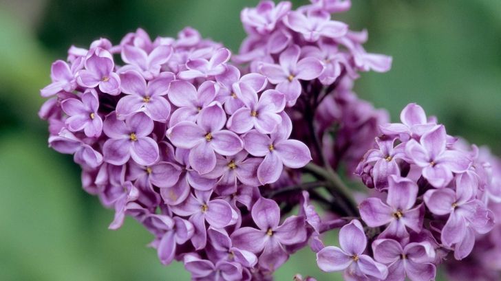 Efectul uluitor al LILIACULUI asupra sănătăţii. Mulţi români suferă de această afecţiune!