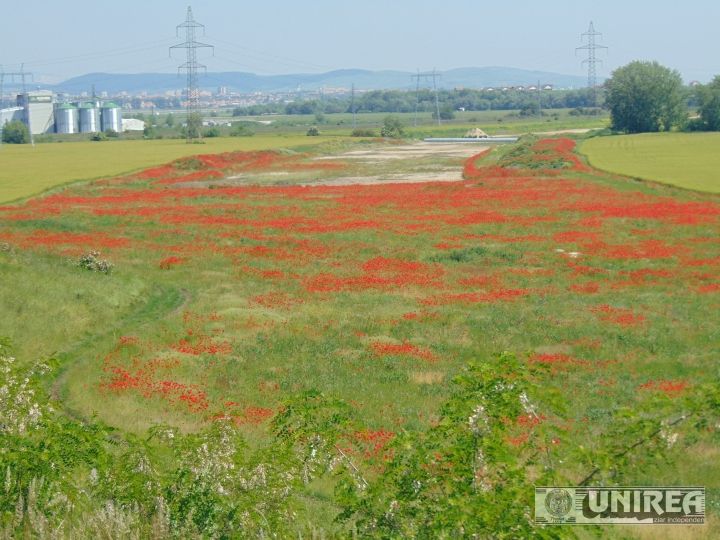 Imaginea zilei. Pe lotul I al Autostrăzii Sebeș-Turda au crescut macii 