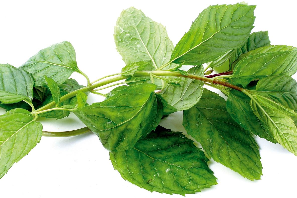 Planta care te ajută să elimini din casa ta păianjenii și alte insecte