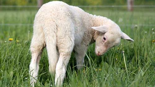 TRADIŢII ŞI OBICEIURI: De ce se mănâncă miel de Paşte