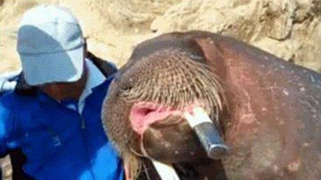 Imagini cutremurătoare: ce tragedie a urmat după ce acest bărbat şi-a făcut un selfie la Zoo