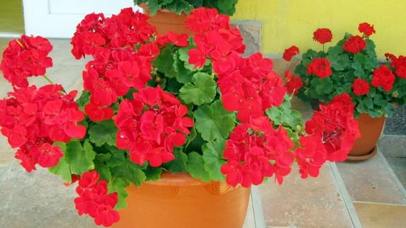 Vrei să ai MUŞCATE de invidiat în balcon? Urmează aceste sfaturi simple şi IEFTINE