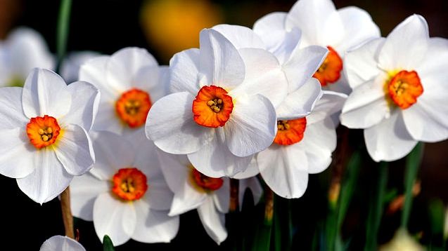 Sunt foarte frumoase, dar au şi proprietăţi vindecătoare. Sigur nu ştiai asta despre narcise!