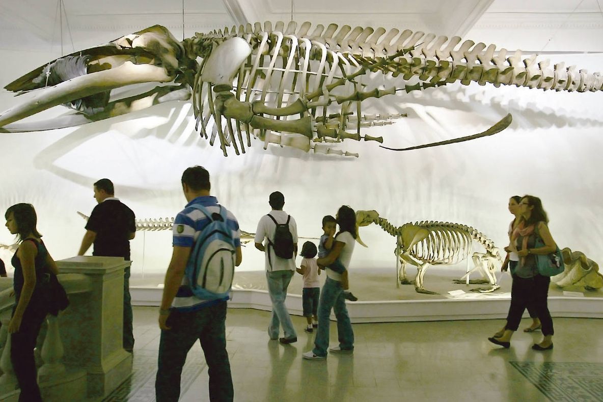 Azi, intrare GRATUITĂ la Muzeul Antipa. Când e programată NOAPTEA MUZEELOR 2016