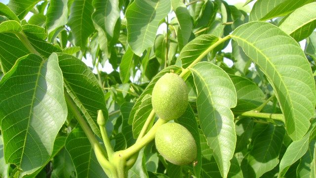 Ce se întâmplă dacă tai un nuc. Este mai rău decât vă imaginaţi!