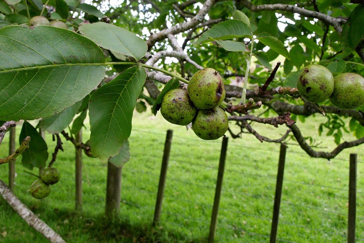 Ce se întâmplă dacă dormi la umbra unui nuc