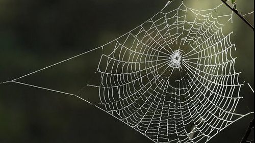 N-o să mai ai păianjeni în casă dacă ții această plantă într-o cameră 