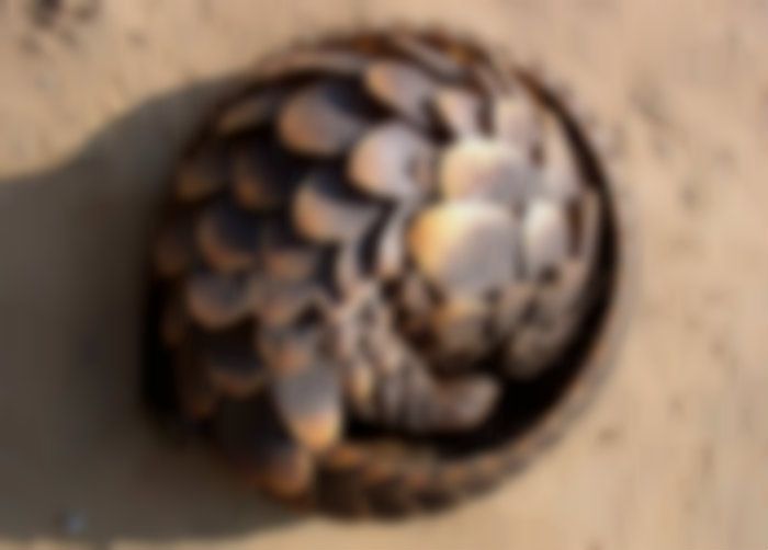 A vrut să coboare din maşină, dar a îngheţat de spaimă! Stătea în praf şi o privea fix... Sinistru!