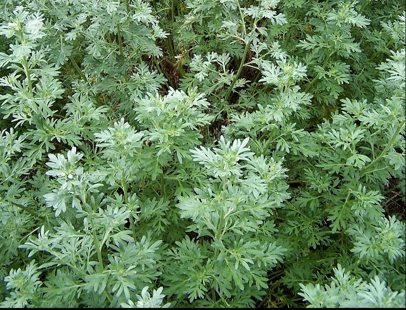 Planta care poate vindeca HEPATITA! Mulți o consideră buruiană