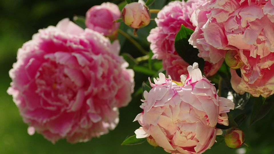 Leacul neştiut, dar extrem de eficient. De ce e bine să bei ceai din petale de bujori