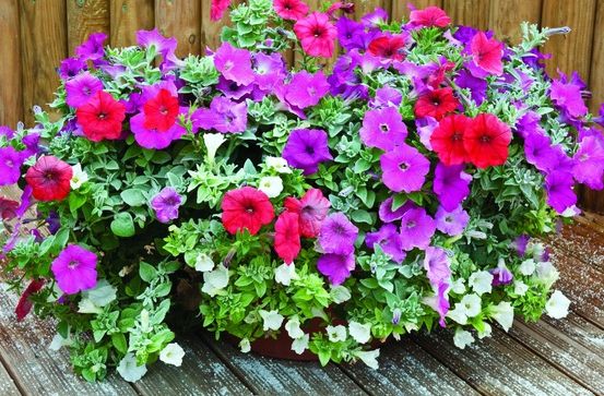 6 sfaturi utile pentru a avea petunii pline de flori