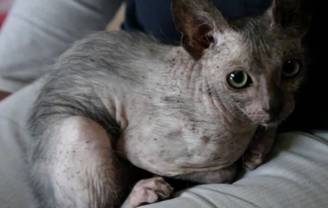 Pisică mutant, cu aspect de lup, descoperită în Africa de Sud