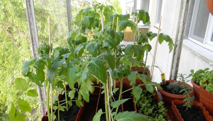 Super-leguma care are antioxidanţi cât 50 de sticle de vin