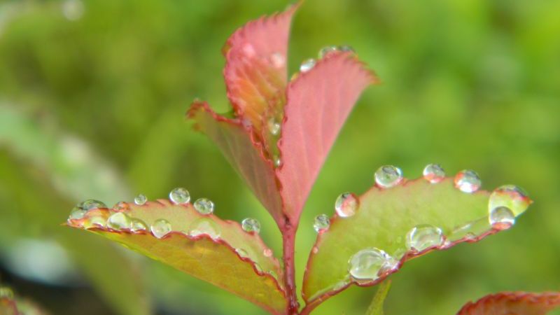 Când se opresc ploile şi cum va fi vremea în ţară? Prognoza meteo pe două săptămâni 