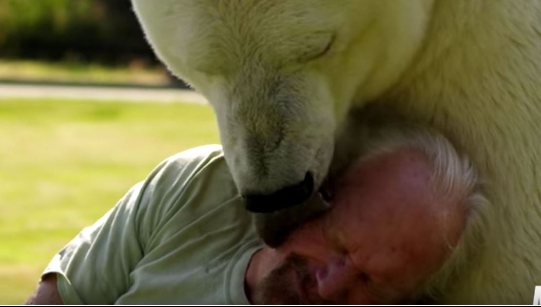 Un urs polar uriaș s-a apropiat de el. Când fiara a început să-i facă asta, toți au înlemnit