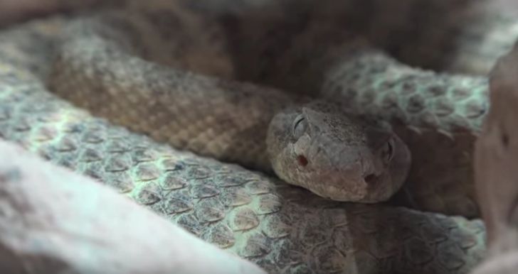 A decapitat un şarpe cu clopoţei. Este şocant ce a urmat