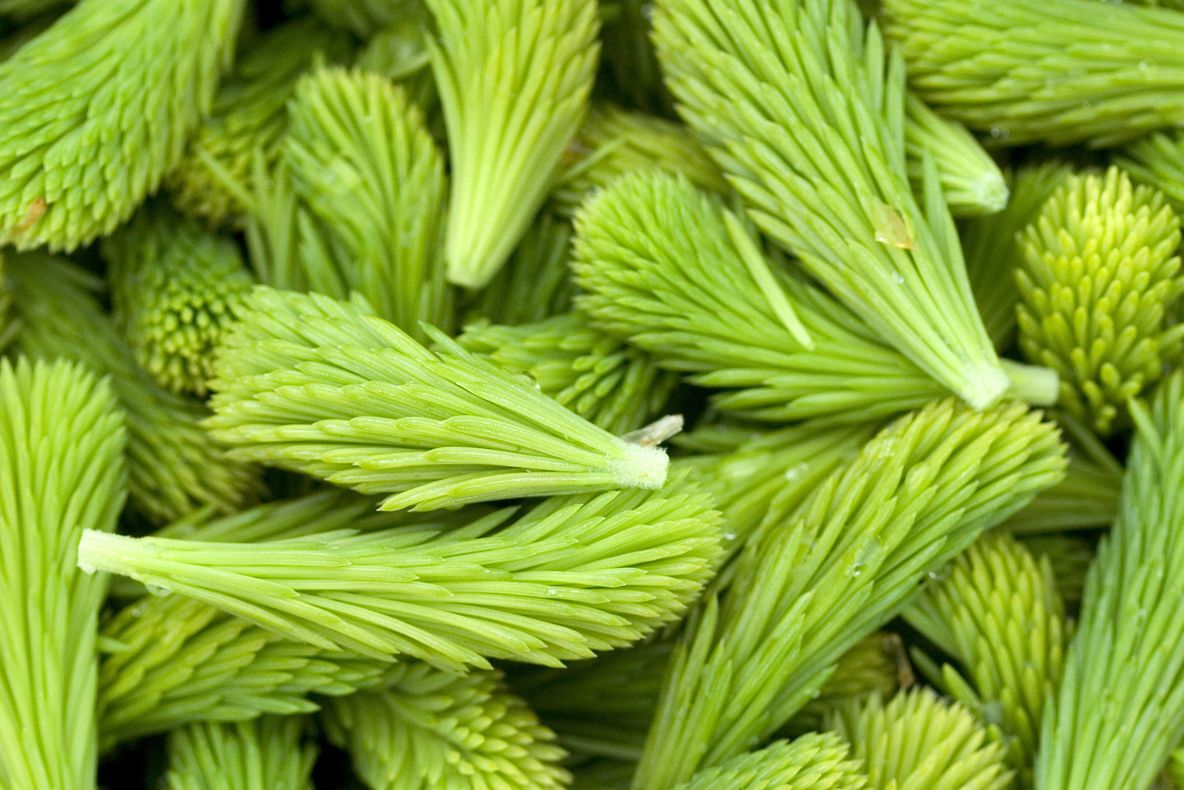 Sirop muguri de brad. Efectele lui sunt extraordinare. Iată cum se prepară