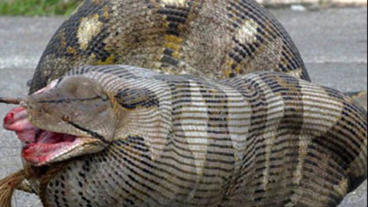 Acest șarpe URIAȘ stătea nemișcat și îi privea. Horror! Ce a urmat depășește orice imaginație