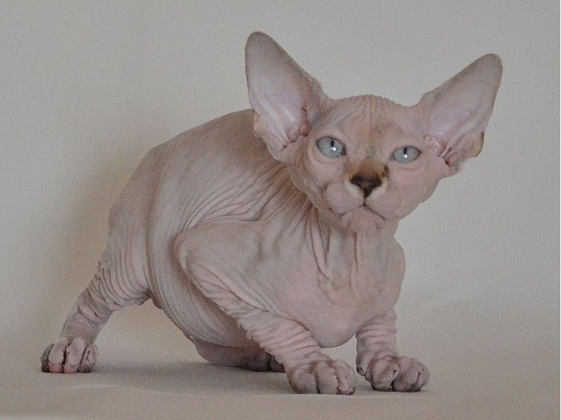 A adoptat o pisică fără păr. Când a adus-o acasă a trăit șocul vieții. Nu se aștepta să arate așa